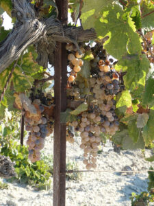 Weinberge