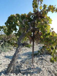 Weinberge