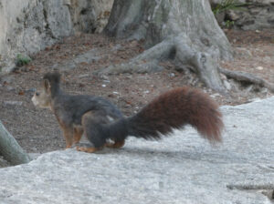 freches Eichhörnchen