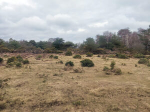 Fahrt durch New Forrest