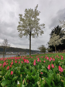 Tulpen und Magnolien