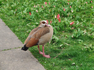 Gans am Ufer