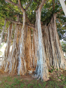 Banyan Tree