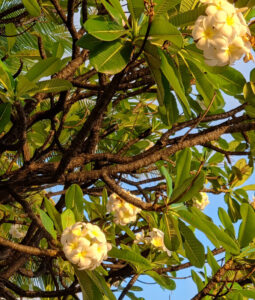 Plumeria