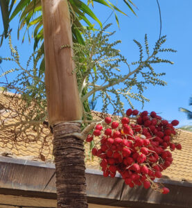 Palme