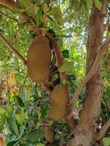 Jackfruit