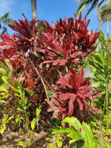Flora