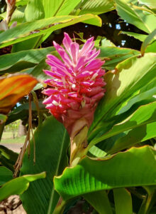 Flora