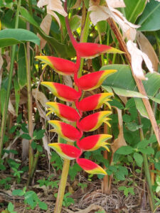 Flora