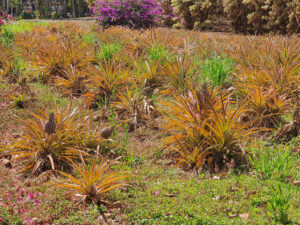 Ananas