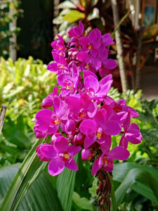 Flora