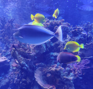 Maui Ocean Center