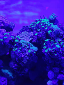 Maui Ocean Center