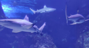 Maui Ocean Center