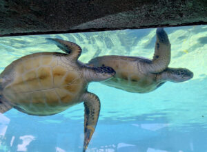 Maui Ocean Center