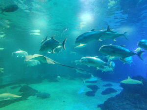 Maui Ocean Center