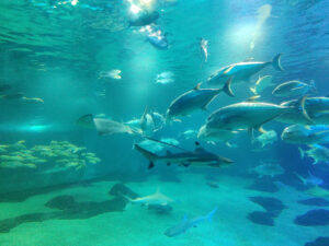 Maui Ocean Center