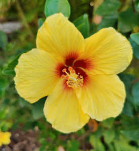 Yellow Hibiscus - Hawai´i State Flower