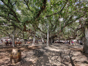 zweitgrößter Banyan Baum