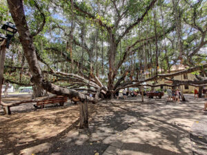 zweitgrößter Banyan Baum