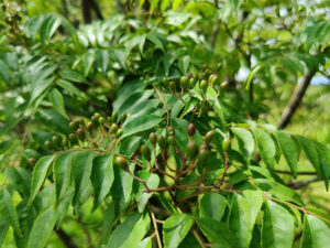 Piment (All Spice)