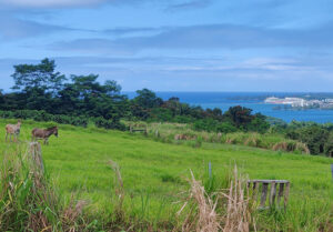 Blick auf Hilo und die Pride of America