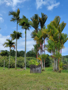 Palmen