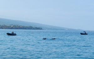 Hawaiian Spinner Dolphins