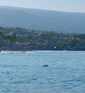 Hawaiian Spinner Dolphins