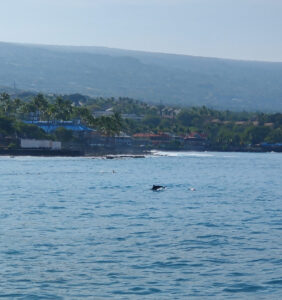 Hawaiian Spinner Dolphins