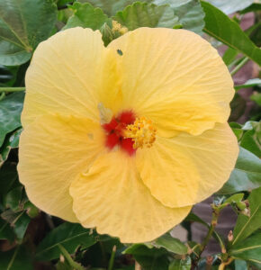 gelber Hibiskus