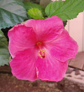 pinker Hibiskus