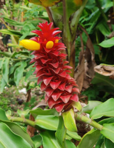 Flora