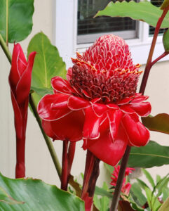 Flora