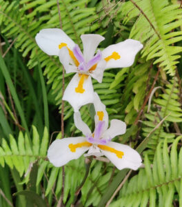 Flora