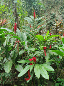 Red Ginger
