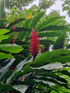 Red Ginger