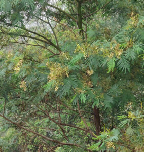 Mimosenbaum