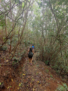 Jungle Hike