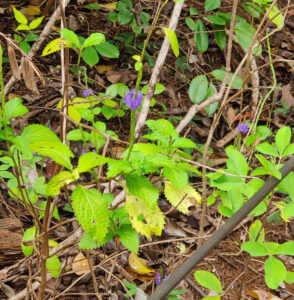 essbare Blüten