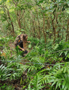 Jungle Hike