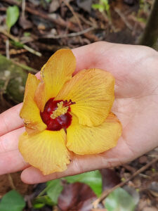 Hau, Haumea oder Sea Hibiscus