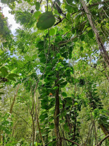 Jungle Hike