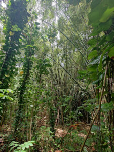 Jungle Hike