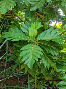 Jackfruit