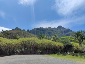 Blick zu den Bergen der Kualoa Ranch