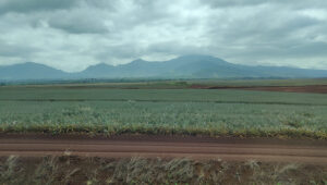 Dole Plantation