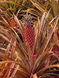 Dole Plantation