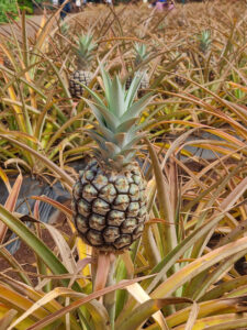 Dole Plantation