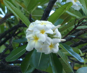 Plumeria